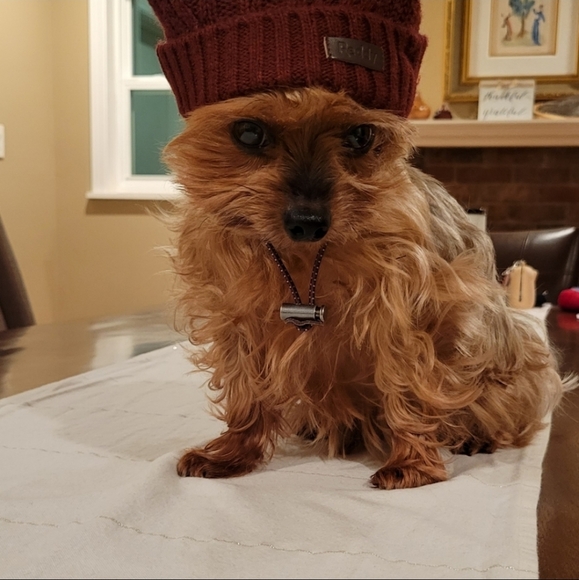 Burgundy Doggo Knit Beanie Hat